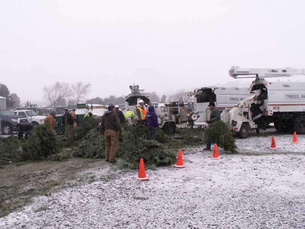 Camp Prime Time Offers Christmas Tree Recycling for 31st Year!