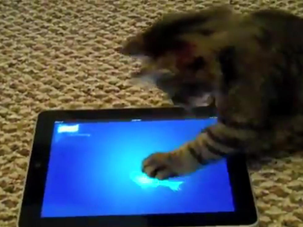 Friskies Makes iPad Apps for Cats [VIDEOS]