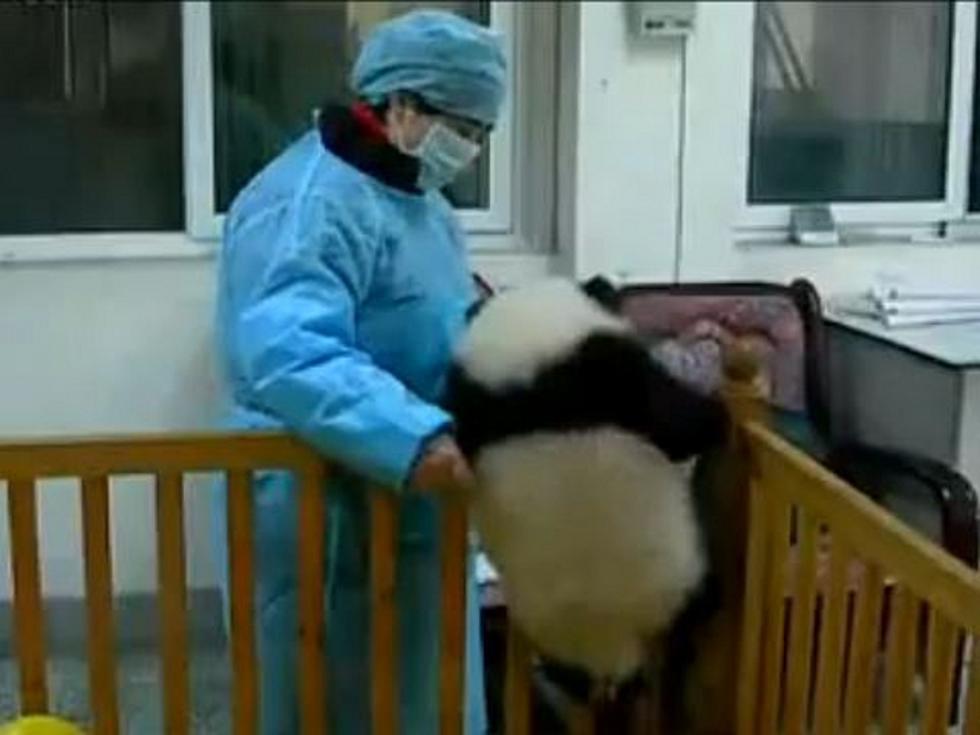 Aww! Baby Panda Won’t Stay Put in Its Crib [VIDEO]