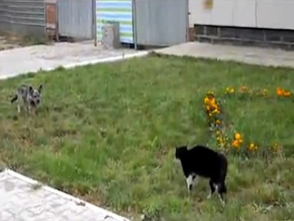 Cat Against Dog in a Winner-Take-All Stare-Down [VIDEO]