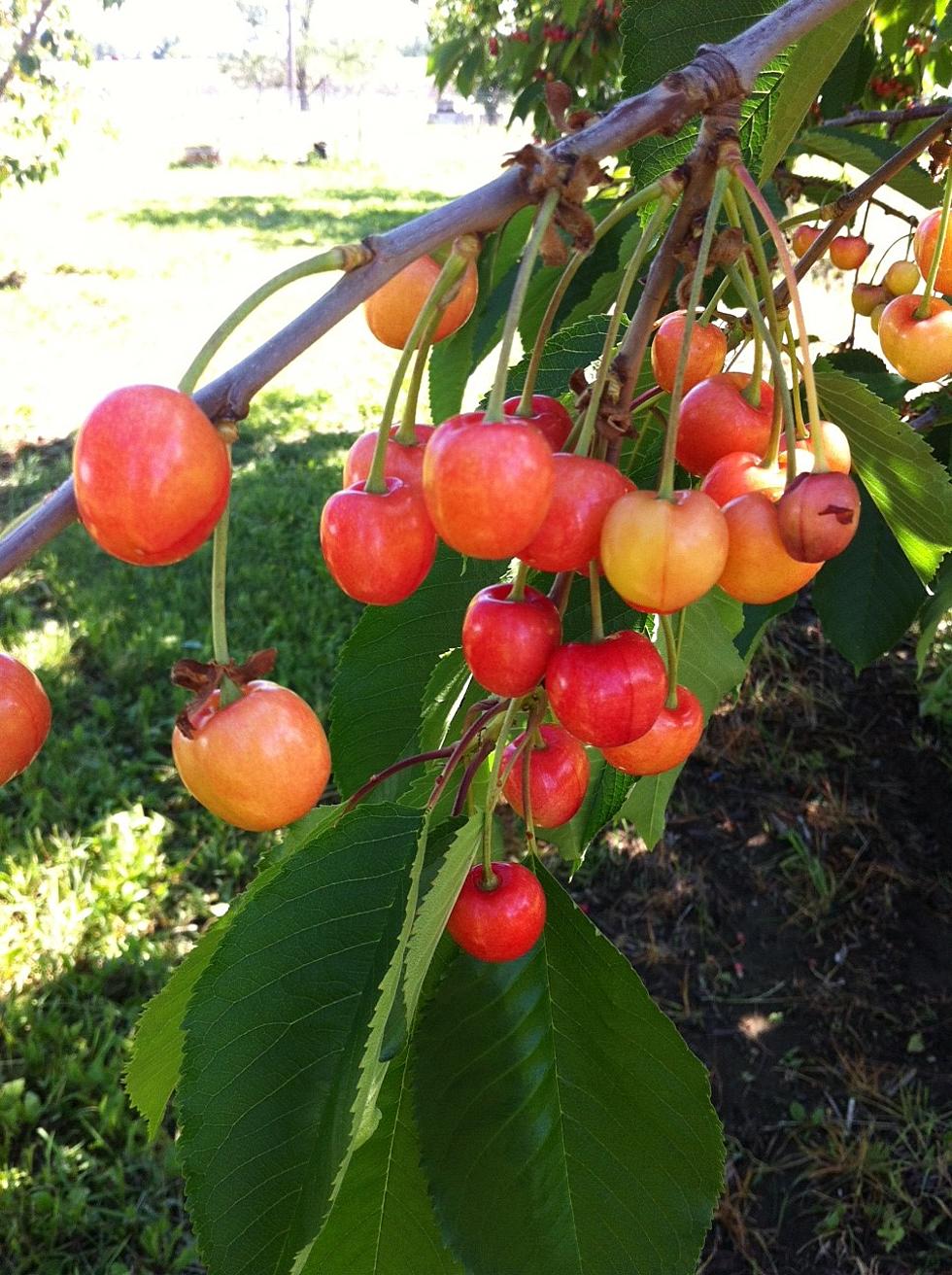 Who’s Ready for Cherries? Share Your Recipes With Us