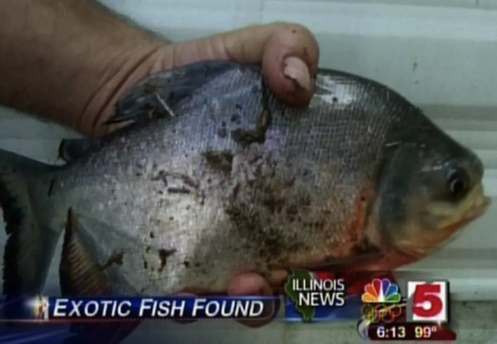 Check Out This Fish That Has Surfaced in a Lake in Illinois!