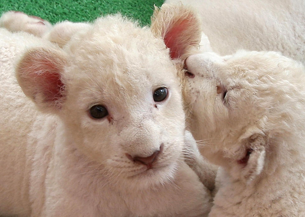 Lion Cubs Play Outside In The Sun (VIDEO)