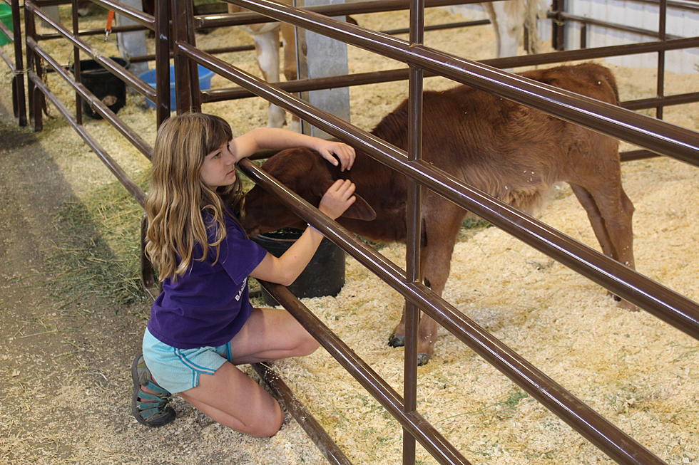 ‘Find Your Happy': Dairy and Beef Barns Are Still a Mainstay at the Central Washington State Fair [PHOTOS]