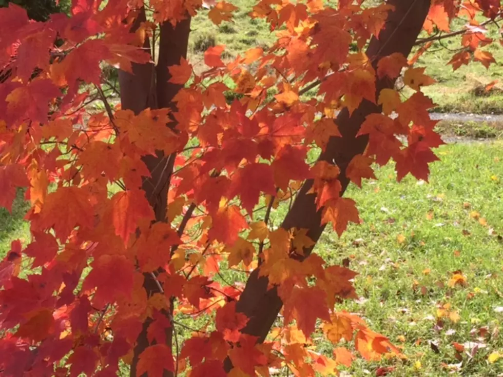 Forget Red vs. Blue — Fall Colors Are Much More Soothing [PHOTOS]