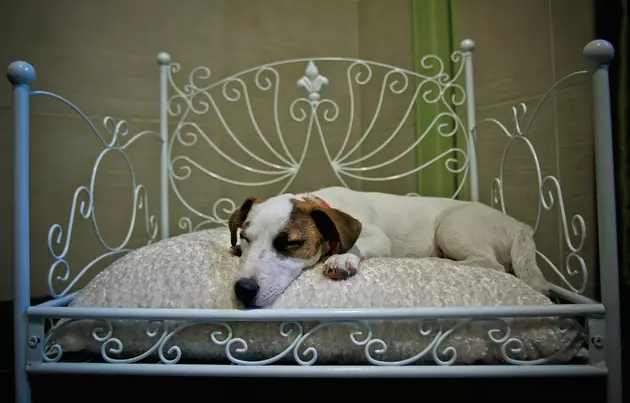Couples Court: Should My Girlfriend&#8217;s Dog Be Allowed to Sleep With Us?