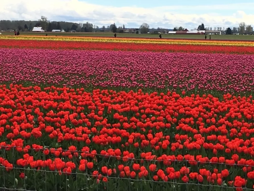 Skagit Valley’s Famous Flowers Are Putting On a Show Right Now