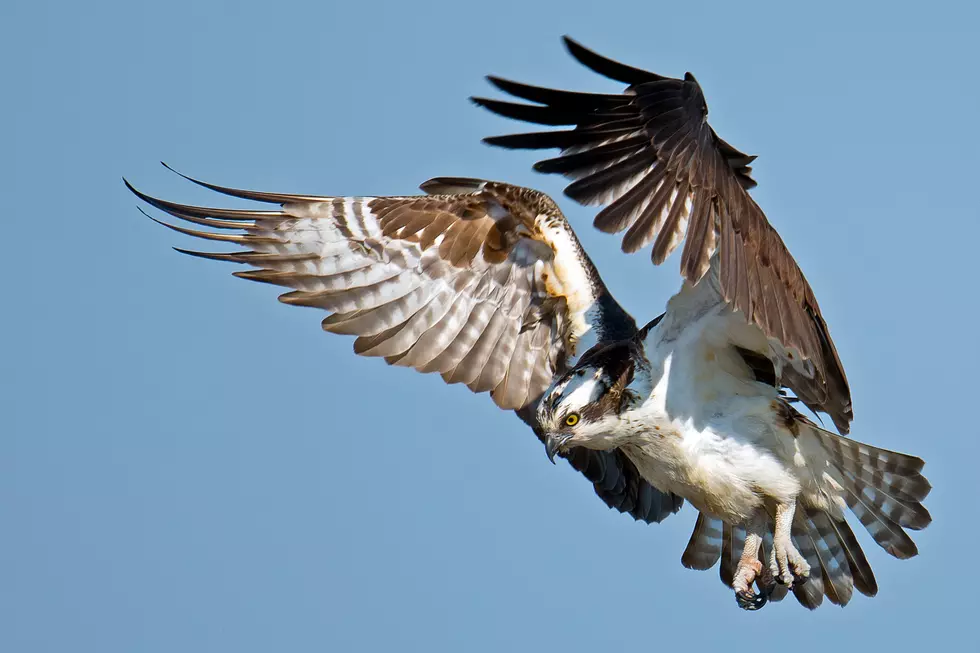 Check Out an Osprey, Carrying a Shark, Carrying a Fish