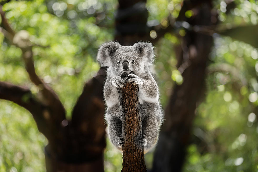 Curious About ‘The Koala Challenge?’ Here’s What It Is