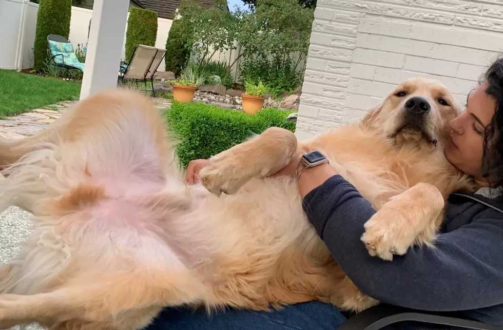 Golden Retriever Blog:&#8217;Tater Thoughts&#8217;. Just Chillin&#8217; on Spa Day!