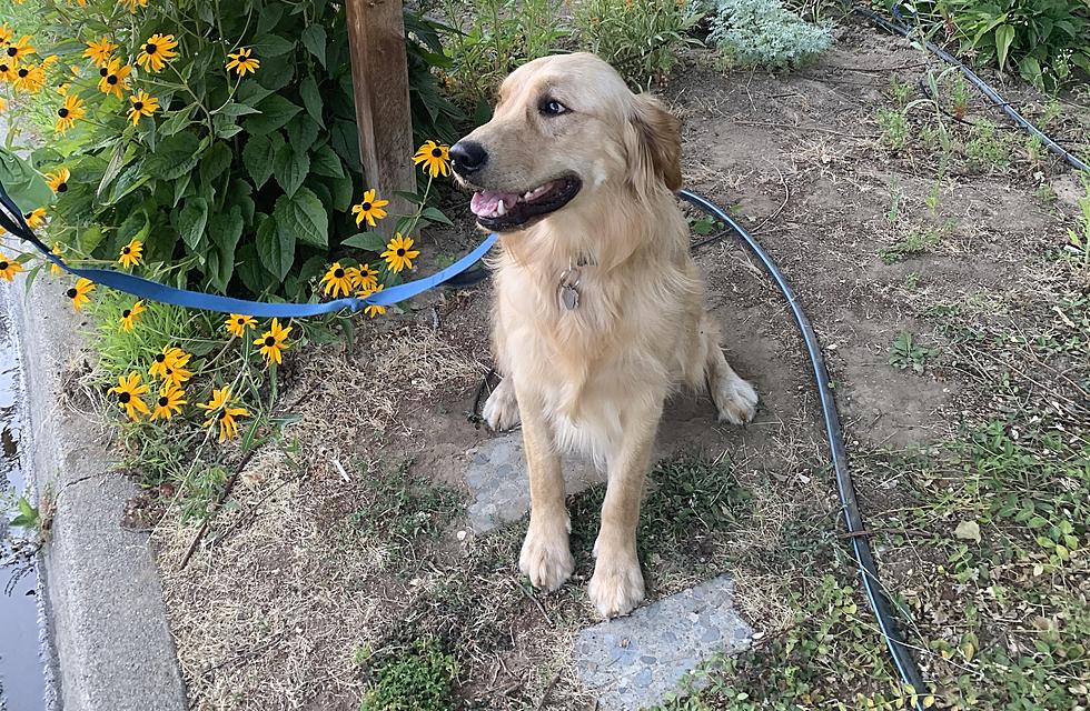 Amazing Video of a Golden Retriever That Can Whistle!