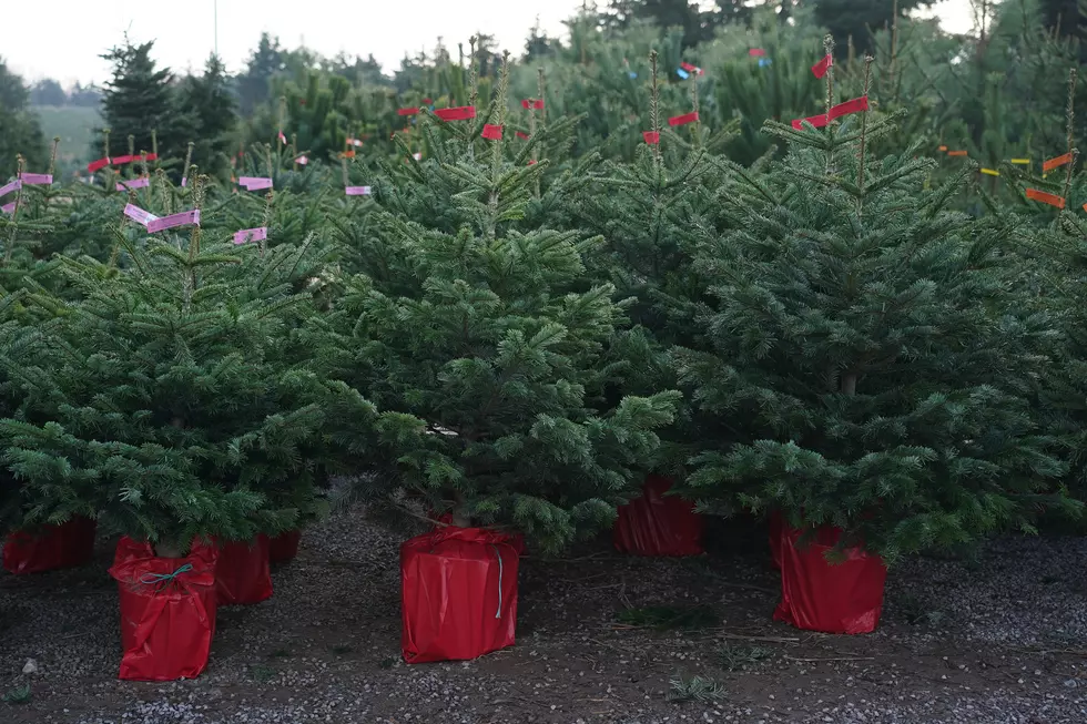 Yakima Business Pays It Forward with Free Christmas Trees!