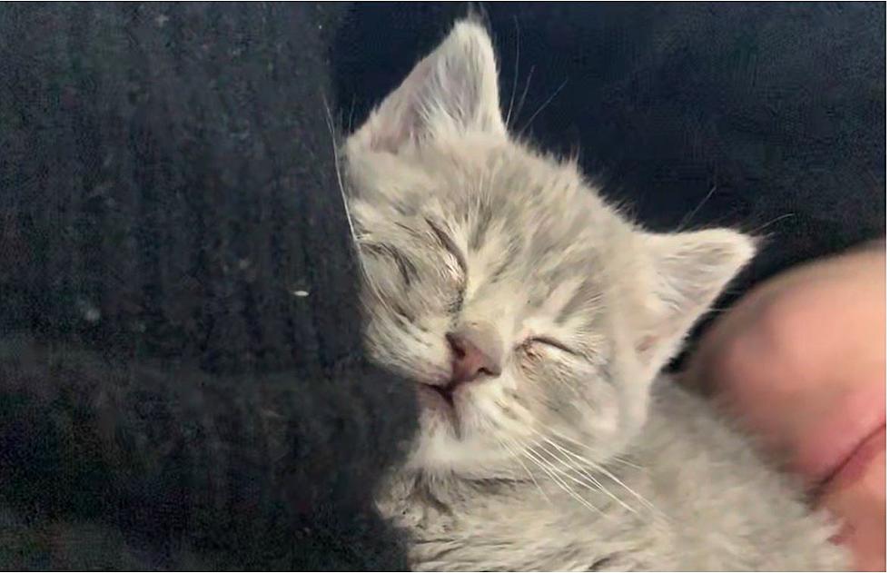 Shocking: 5-Week-Old Dumpster Kitten Gets Second Chance at Life