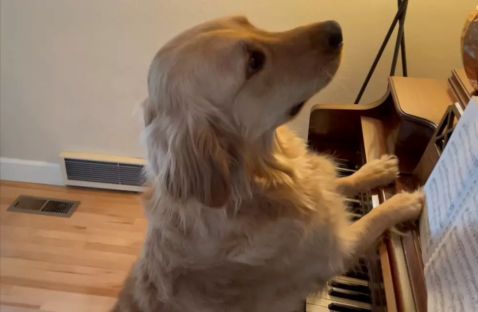 Unbelievable! Dog Breaks the Internet by Playing Piano!