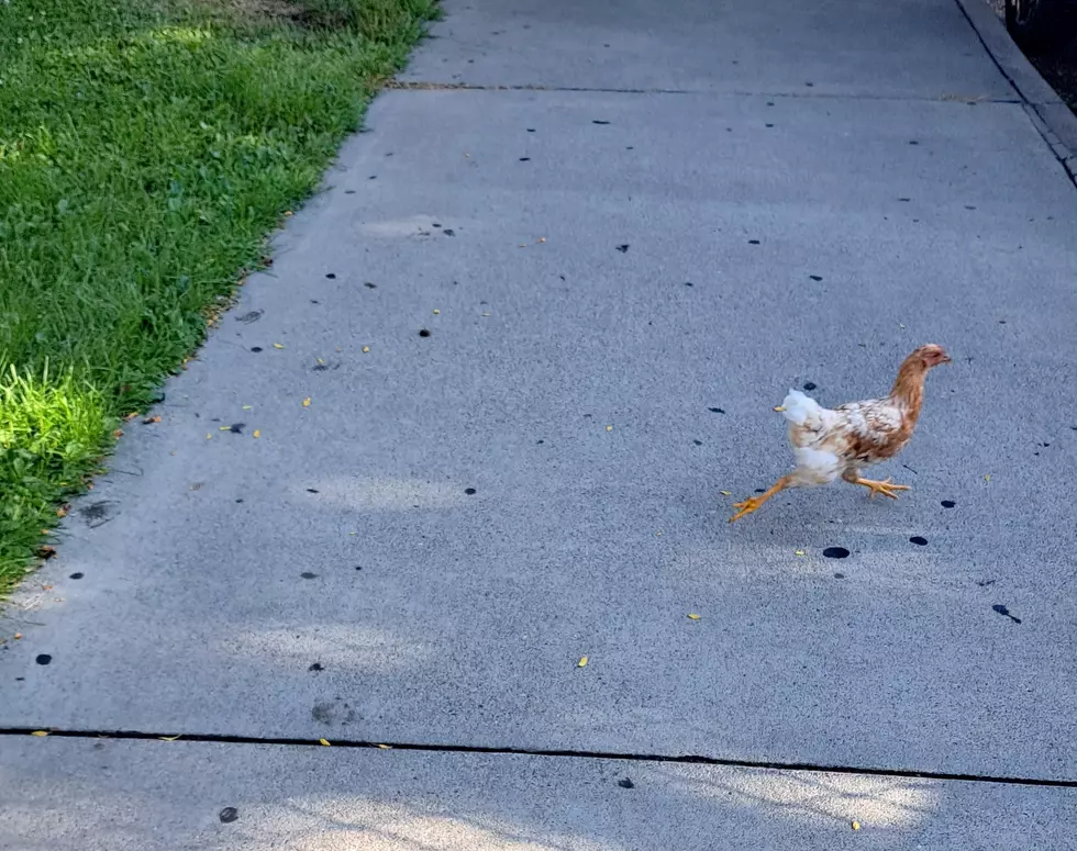 We Are Chick as Thieves: Fowl Play is Afoot in Yakima