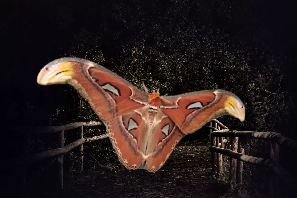 One GIANT Moth Is on the Run in Bellevue WA: It’s HUGE