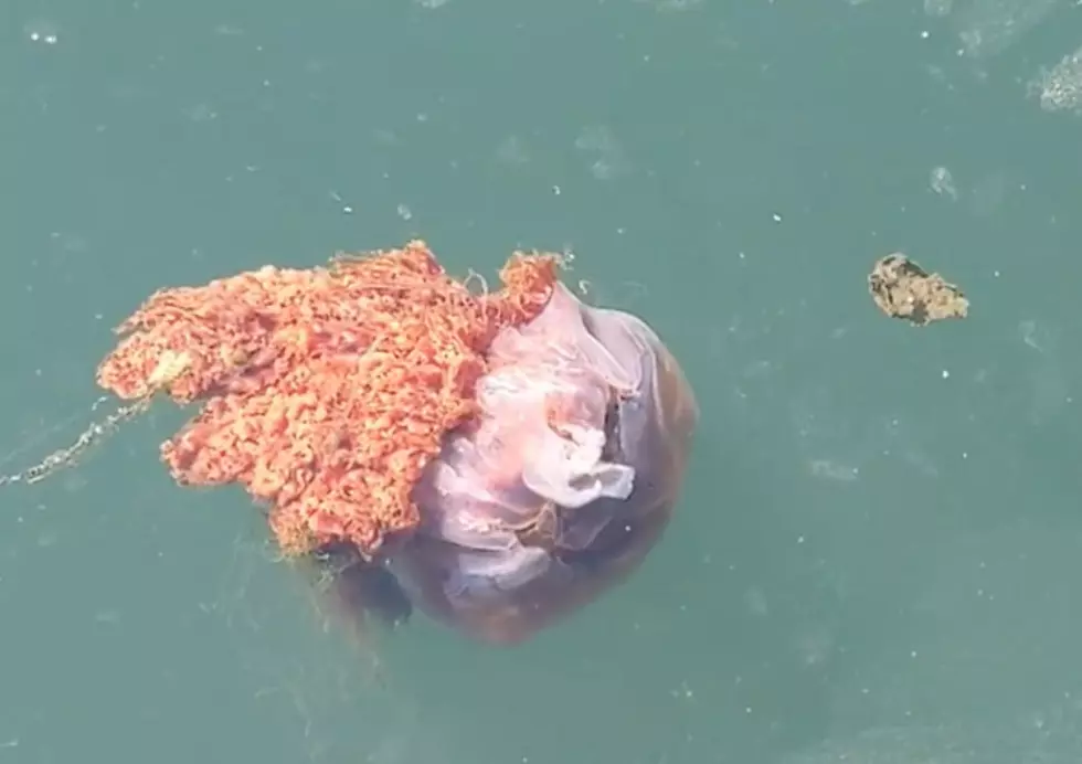 Weird, Giant Jellyfish Seen in WA State