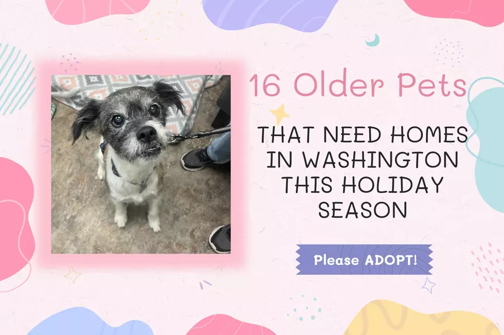 These 16 Deserted WA Pets Need Loving Home This Holiday Season