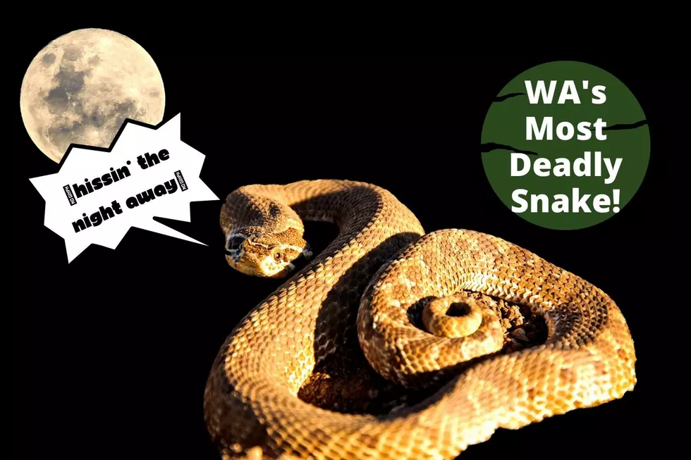 The Most Dangerous Snake in WA State