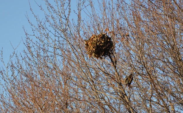 The Ball of Leaves in Trees May Not Be a Bird&#8217;s Nest in WA, OR, CA