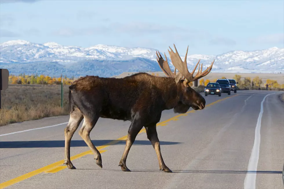 Video of Moose Sprinting Down Highway in Montana