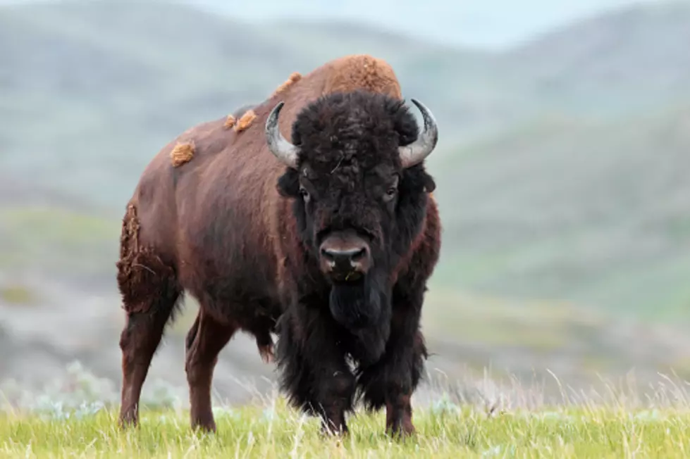 Check Out this Bison Stampede in Yellowstone [VIDEO]