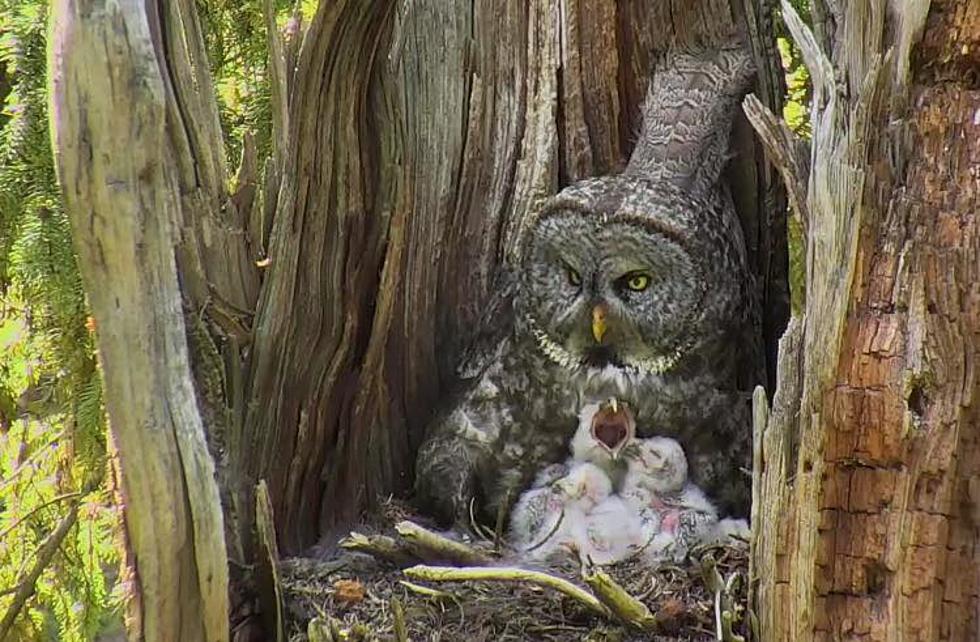 Watch These Cute Great Grey Owl Babies in Montana [WATCH]