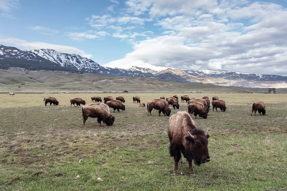 Watch This Bison Fight at Yellowstone National Park
