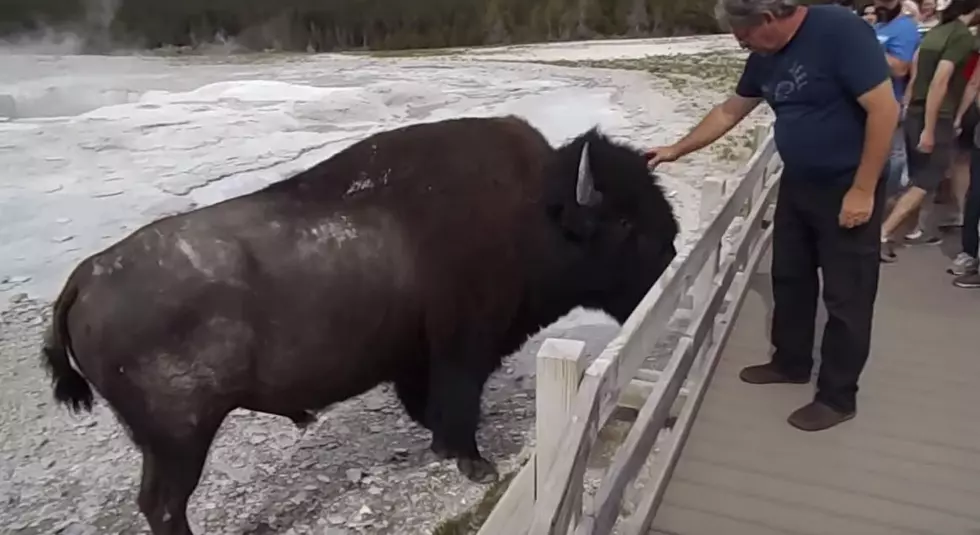 Man Caught on Video Petting Bison at Yellowstone