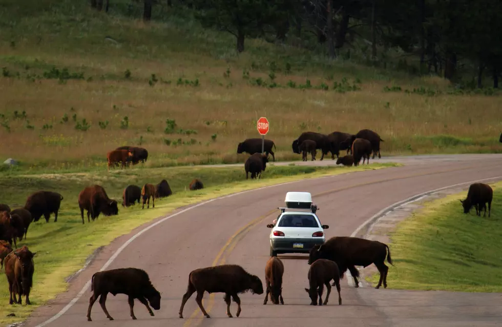 VIDEO:Motorcycle Riders Harass Bison