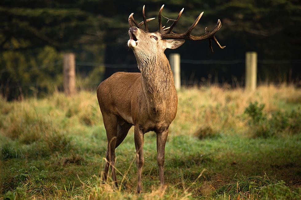 Elk Calving Season Has Begun, Be Careful in Yellowstone National Park