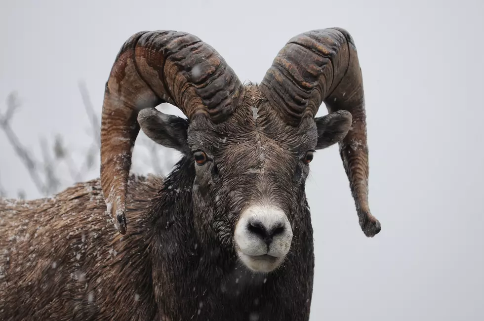 Tourist Finds Out Bighorn Sheep Aren’t Meant to Be Pet