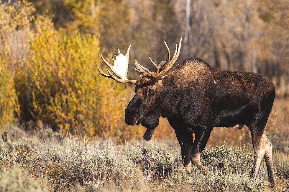 Beautiful Video of Tourists Getting Close To A Moose in Montana