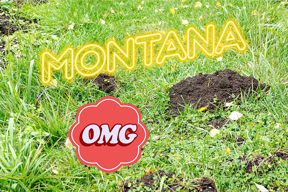 Wonder What&#8217;s Living Under Your Montana Yard? Here&#8217;s Some Advice