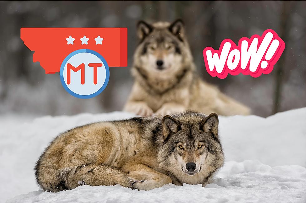 Unique Yellowstone Video Shows A Surprising Side of Wolves.