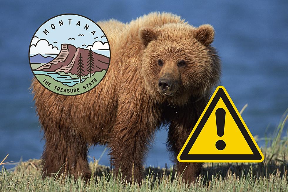 Could Montana Ranchers Use This Freaky Technology To Deter Bears?
