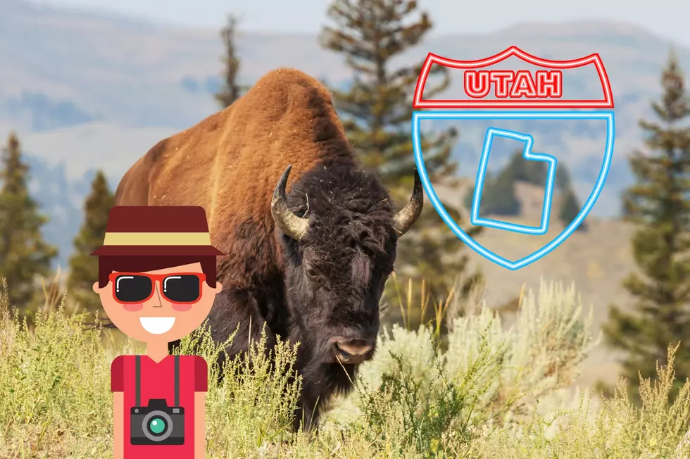 Utah Blunder: Idiot Tourist Risks Life With Wild Bison
