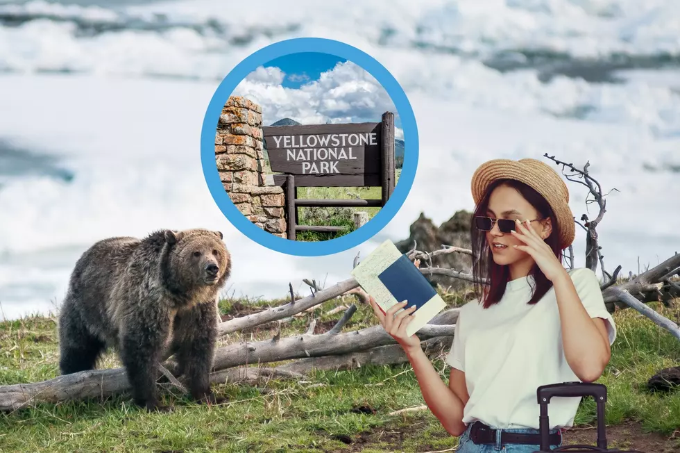 Tourist Makes A Dumb Complaint About Bears in Yellowstone