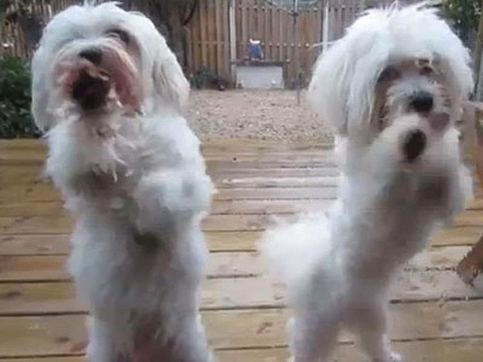 Maltese Puppies Choreograph Cutest Dance Ever [VIDEO]