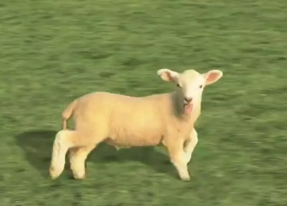 Amazing Sheep Mutates Right In Front Of You [VIDEO]