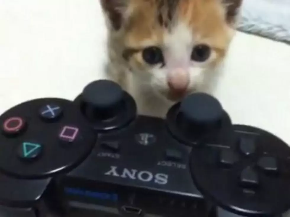 Kitten Obsessed With Playstation Controller [VIDEO]