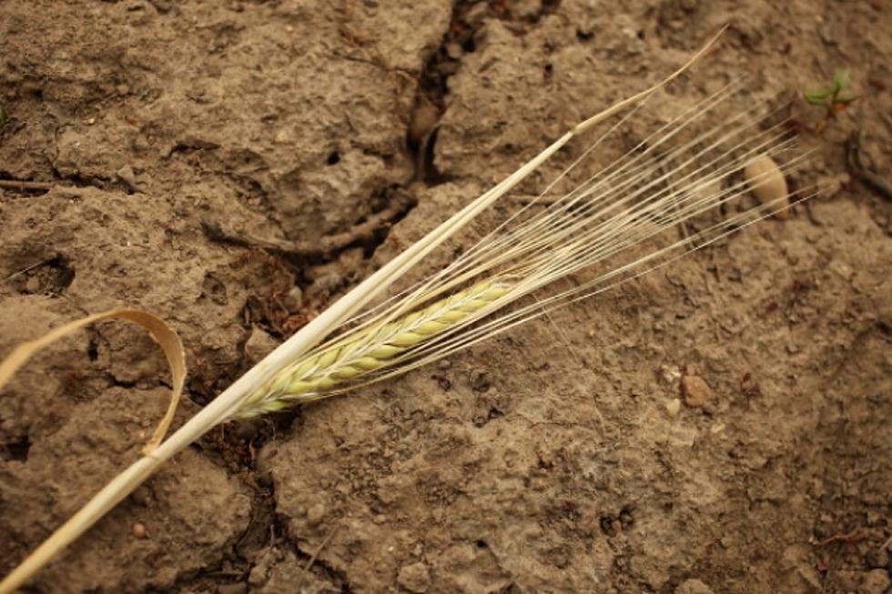 The Farm Bill and Drought to be Main Focus at Abilene Wheat Conference