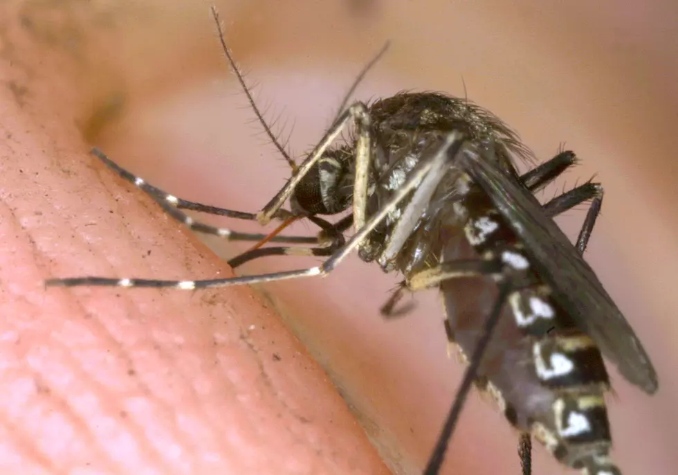 Giant Mosquito Found in East Texas Shows Everything is Truly Bigger in the Lone Star State