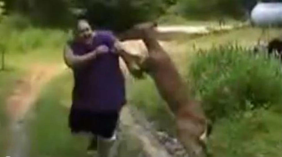Watch Hilarious Video of Deer Beating Up Man in Boxing Match