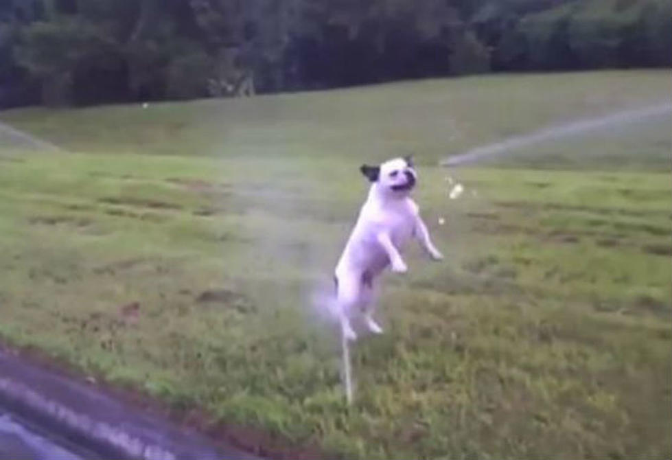 Here’s Proof That Most Dogs Can’t Resist a Water Sprinkler