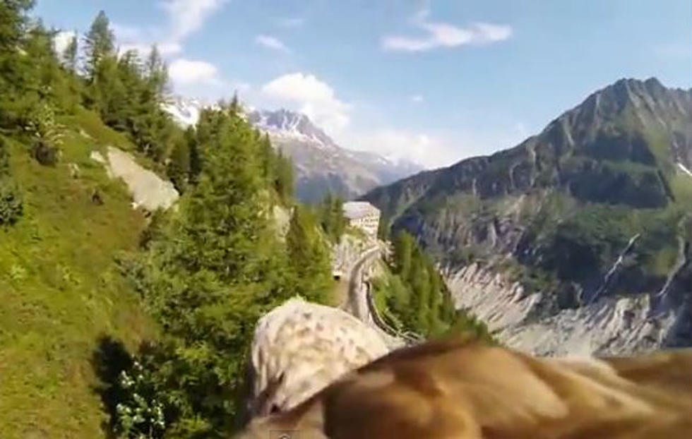 Man Straps GoPro Camera on Bald Eagle to Literally Give an Amazing Bird’s Eye View of Flying in the French Alps