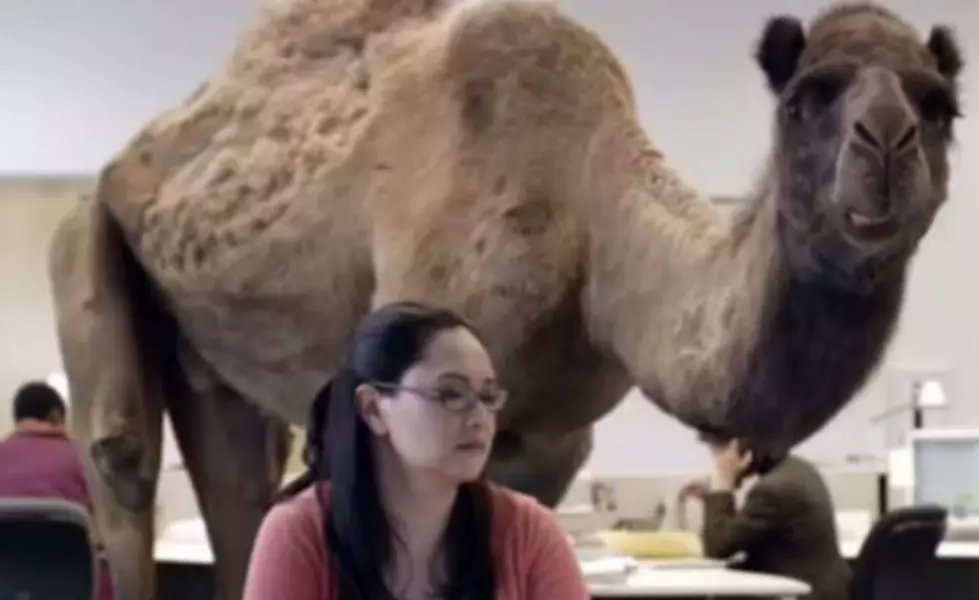 The Geico Camel, ‘Flo’ From Progressive, Tony The Tiger + More Memorable TV Commercial Characters