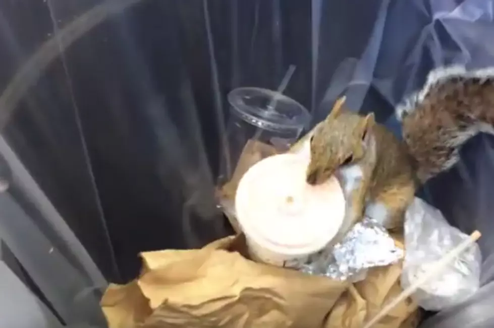Squirrel Steals Milkshake From New York Trash Can and Drinks It