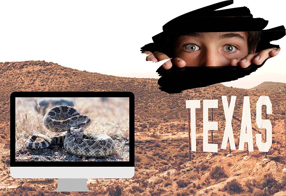 Big Country Snake Removal Offers Fascinating Look At Texas Rattlesnakes
