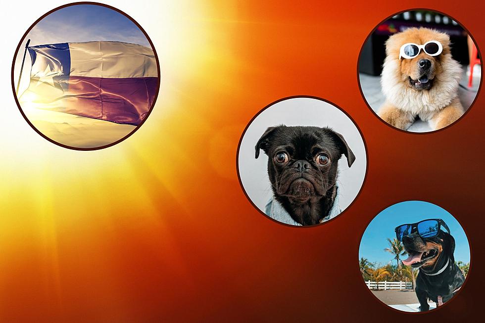 How To Protect Your Furry Friends From Heatstroke In Texas